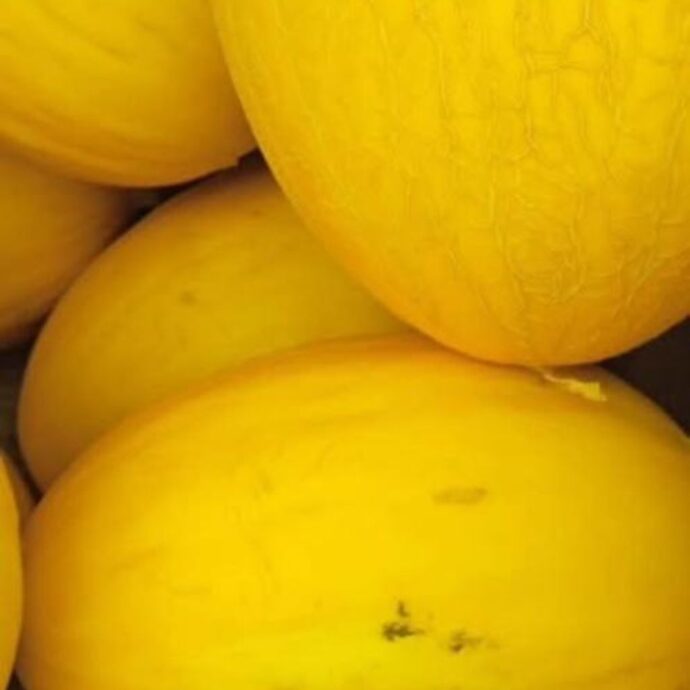 بطيخ كناري - Image 3
