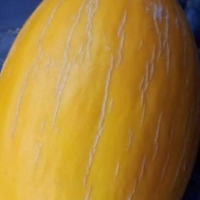 بطيخ كناري - Image 2