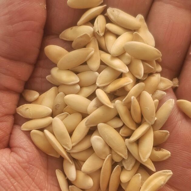 بطيخ العربي