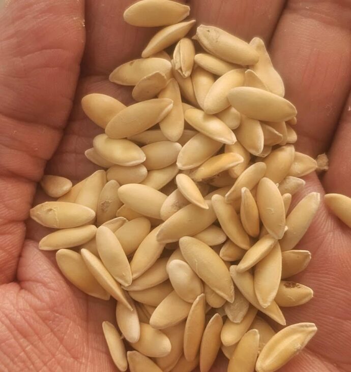 بطيخ العربي