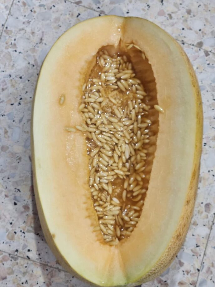 بطيخ العربي - Image 4