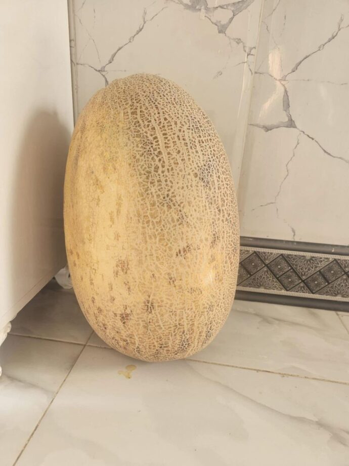 بطيخ العربي - Image 5