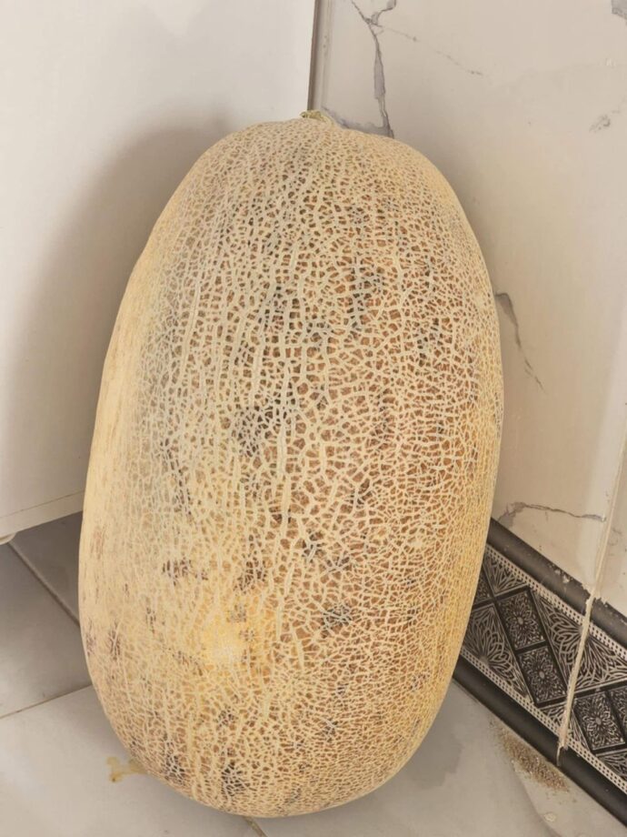 بطيخ العربي - Image 6